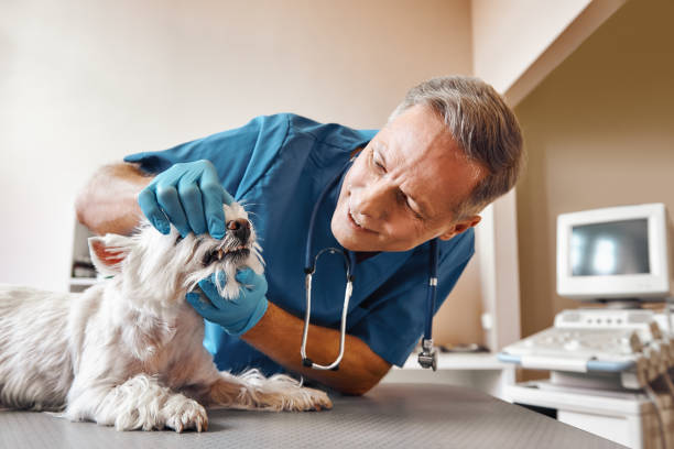 Best Dentist for Tooth Abscess  in Pinewood, FL